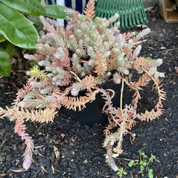Angelina sedum succulent plant 4”