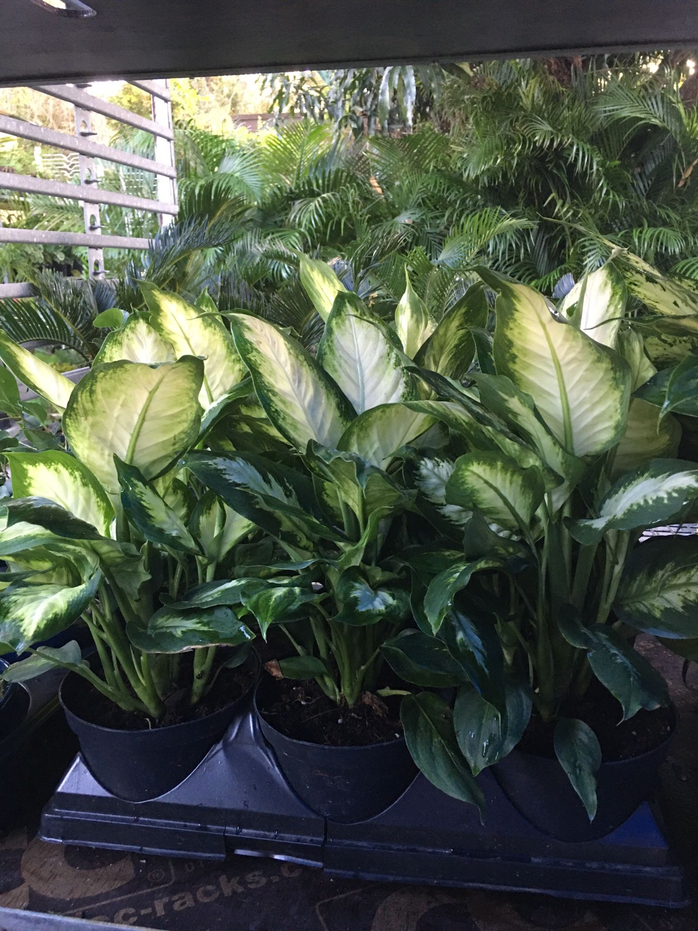 Dieffenbachia Camille & Perfection Compacta In 6” Pot. SPECIAL PRICE !🤩