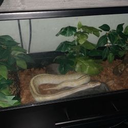 Ball Python Set Up 