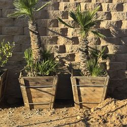 Mediterranean Fan Palms