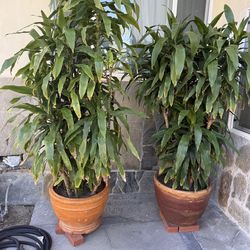 Outdoors shade plants