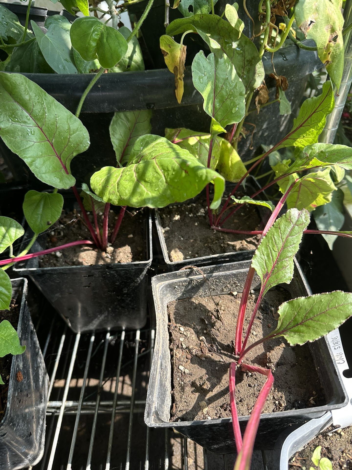 Beetroot Vegetable Plant