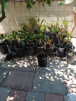 Potted And Branches Plumerias