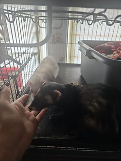 Two ferrets plus cage
