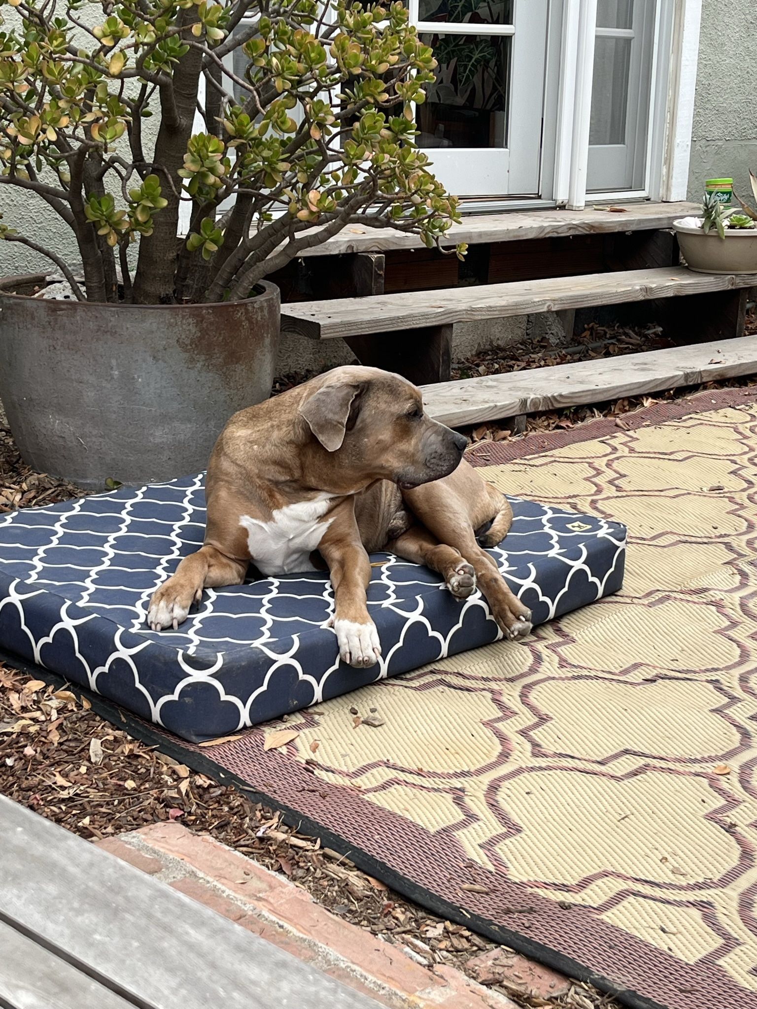 Outdoor Dog Bed