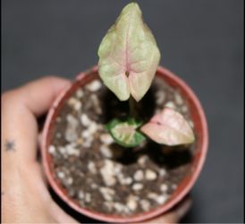Syngonium ‘Milk Confetti’ Starter Plant