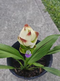 Ginger plant