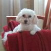 Lavetrice Carlese Johnson