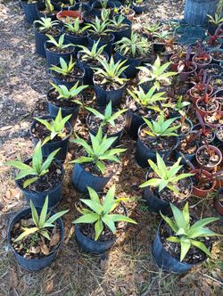 Agave attenuata