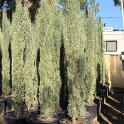 Italian Cypress 20 Gal 7-9 Feet Tall