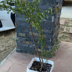 Guamuchil Tree