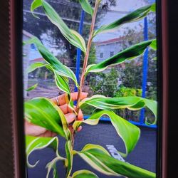 Variegated  Shampoo Ginger Lily 