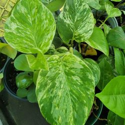 Pothos Plant 
