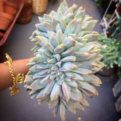 Succulents crested