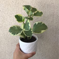 Beautiful Variegated Peperomia Plant With Pot