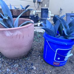 21 Century Agave Plants(all sizes)