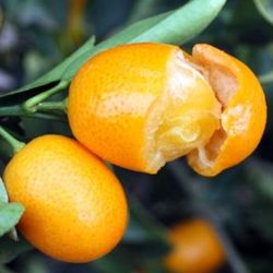 Kuamquat Trees In 3gal Arboles De Naranja China Kuamquat