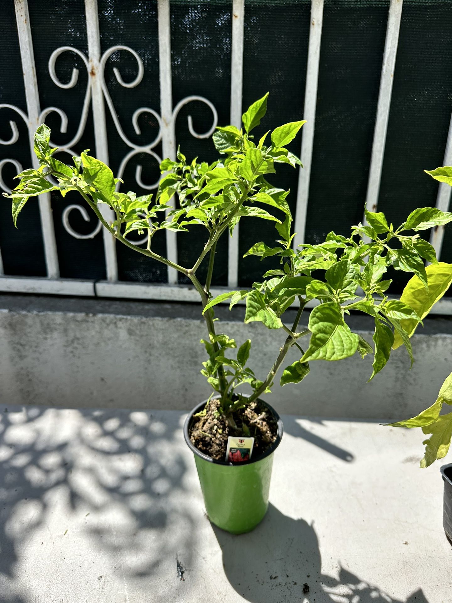 Ghost Pepper Plants.