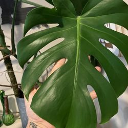 Monstera Deliciosa~Propagated Cuttings 