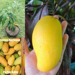 Lemon Merengue  Mango  Grafted  Trees  3gal  Arboles  De  Mango Lemon Merengue  Injertados  3gal 