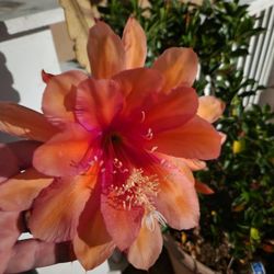 Epiphyllum Orchid Cactus