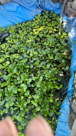 Water hyacinth