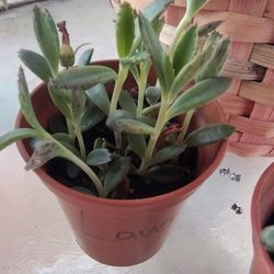 Mother Of A Thousand 