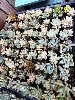 Succulent Plants  2" $ 1 each One  Pot  Good For Baby Shower Souvenirs, Birthdays, Bridal Shower Favors, School And Church Events 