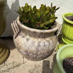 1 Large Pot $35