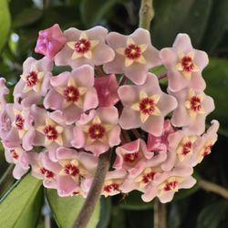 Hoya Plant 