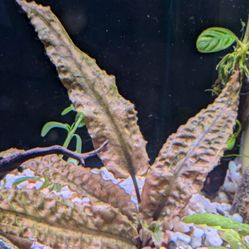 Cryptocoryne Wentii $5 Each
