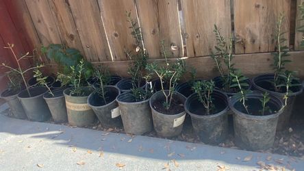 Olive trees for sale 1 foot tall $10 each Olive trees for sale 1 foot tall $10 each