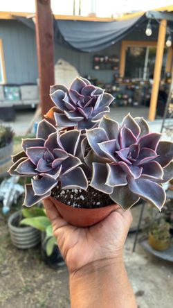 Echeveria Perle Von