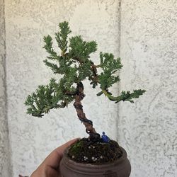 juniper procumbens nana bonsai