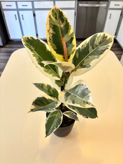 Variegated Rubber Tree Houseplant