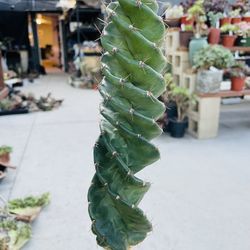 Spiral Cactus Imported