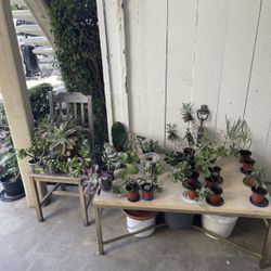 ‼️‼️Moving-out PLANTS SALE! Everything Must Go‼️‼️