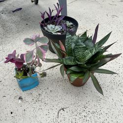 Enchanted Greenery Boutique 