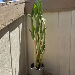 opuntia monacantha 43” Cactus Plant