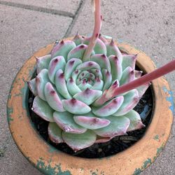 Homegrown green red Lotus Cactus In Handmade Ceramic Pot