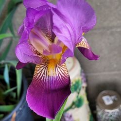 Flower Bearded Iris Two Tone Purple What A Beautiful Sight To See, Admirable  Buy OR  Accepting Trades