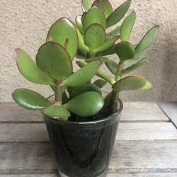 Jade Succulent Plant In Glass Pot