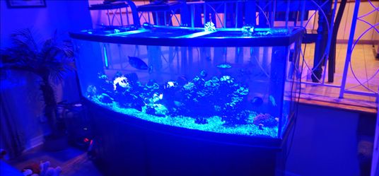 180 GALLON FISH TANK SALT WATER AQUARIUM