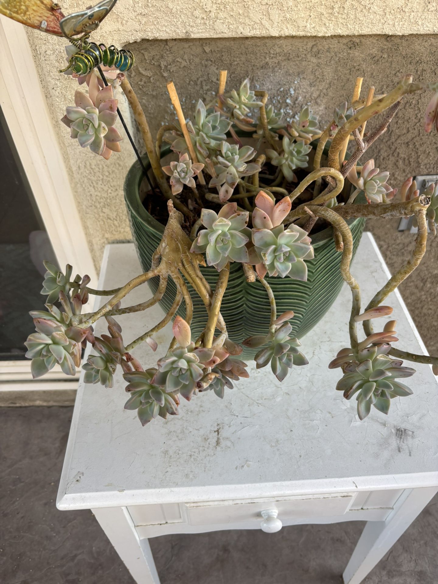 Succulents in Ceramic Pot