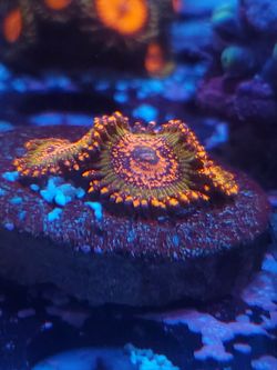 asskrak zoa coral