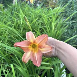 Lily’s / lirios