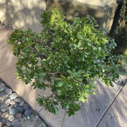 Gigantic Jade Tree Succulent 