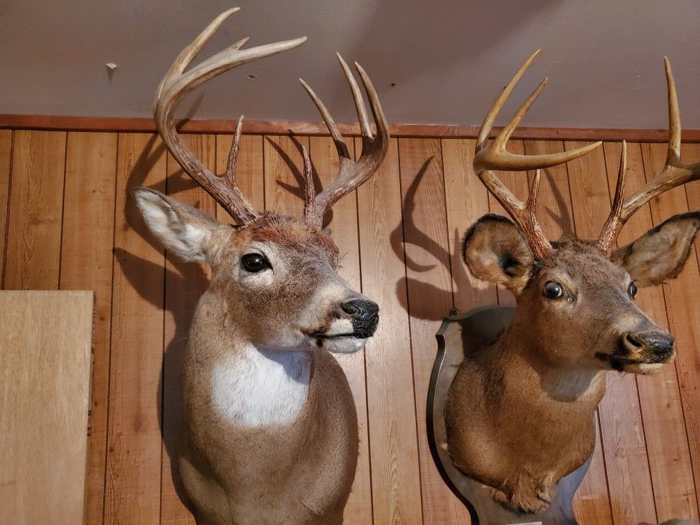 Mounted Deer Head