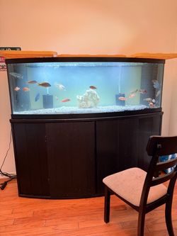 150 gallon bow front tank