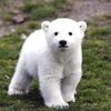 Shirokuma